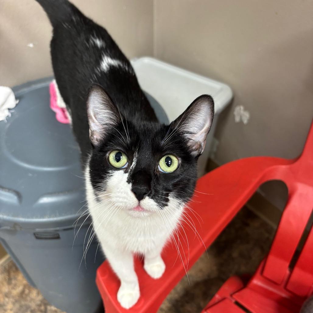 Enlarge Baby, a Adoptable Domestic Short Hair in Westminster, CA image 2/4