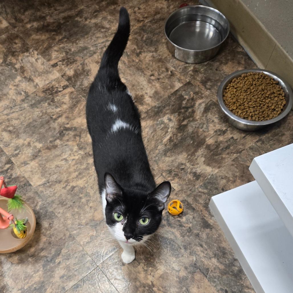 Enlarge Baby, a Adoptable Domestic Short Hair in Westminster, CA image 3/4