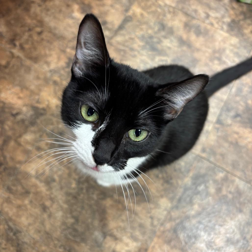 Enlarge Baby, a Adoptable Domestic Short Hair in Westminster, CA image 4/4