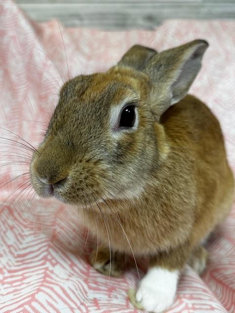 Enlarge Zara, a Adoptable mixed breed in Westerville, OH image 1/6