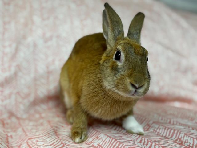 Enlarge Zara, a Adoptable mixed breed in Westerville, OH image 2/6