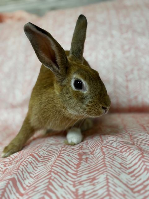 Enlarge Zara, a Adoptable mixed breed in Westerville, OH image 3/6