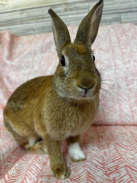 Enlarge Zara, a Adoptable mixed breed in Westerville, OH image 4/6