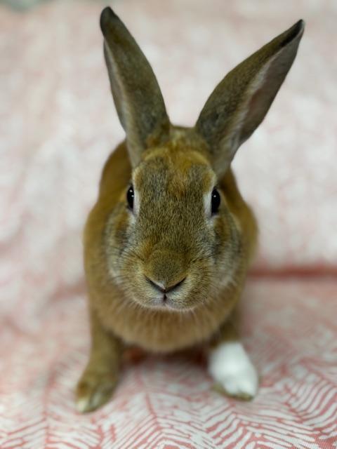 Enlarge Zara, a Adoptable mixed breed in Westerville, OH image 5/6