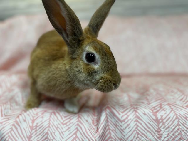Enlarge Zara, a Adoptable mixed breed in Westerville, OH image 6/6