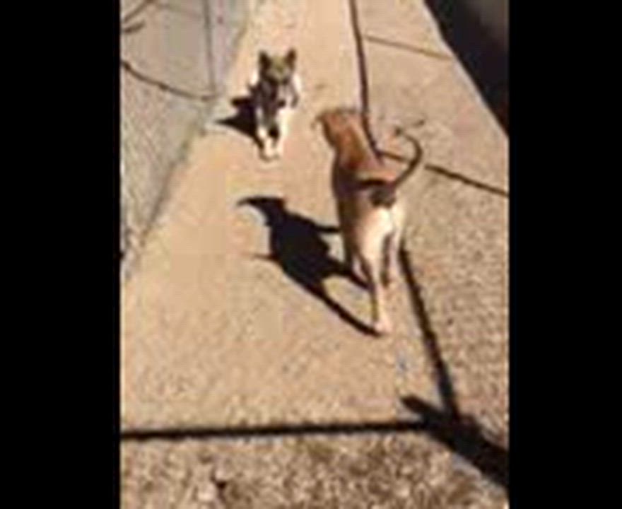 Enlarge Teddy, a ADOPTABLE mixed breed in Weston, MA video 5/5