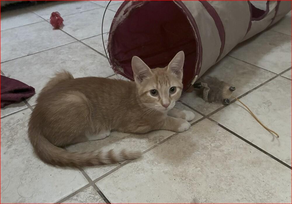 Sean, Adoptable, Kitten Male Tabby.