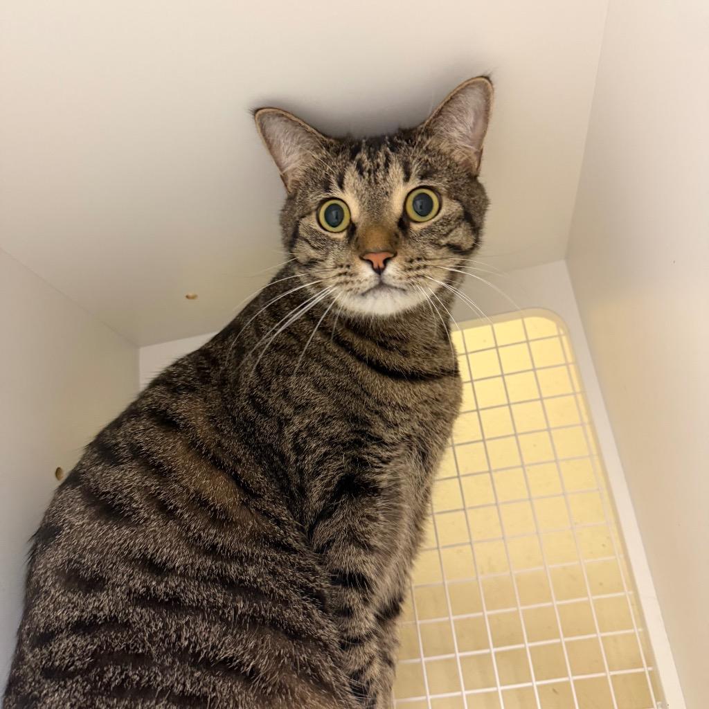 Roman, Adoptable, Adult Male Domestic Short Hair.