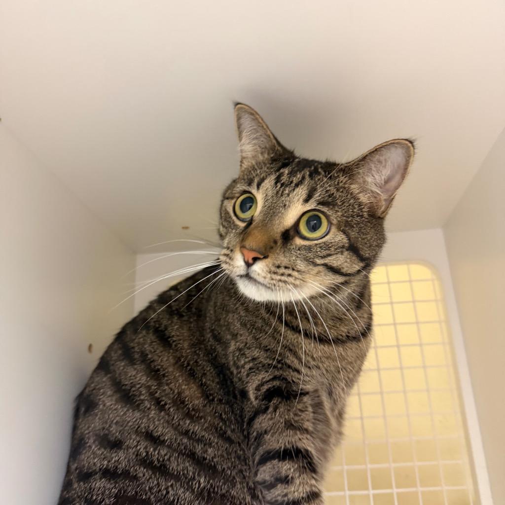 Enlarge Roman, a Adoptable mixed breed in Fort Oglethorpe, GA image 2/2