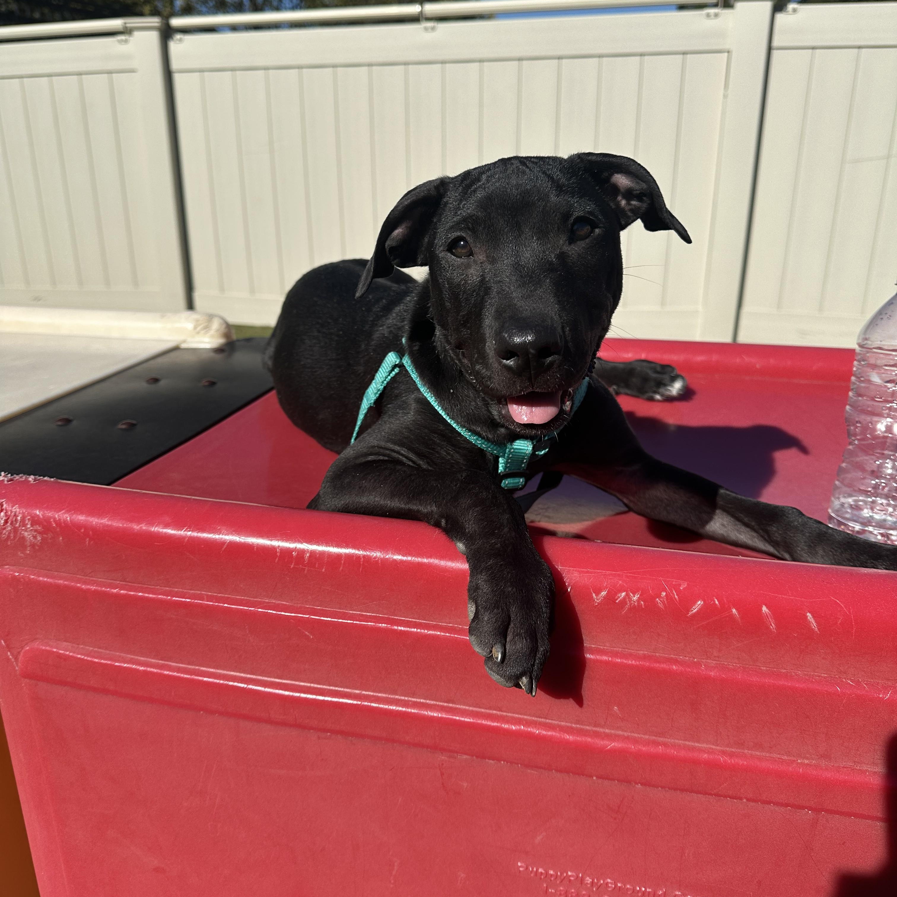 Enlarge VELMA, a Adoptable mixed breed in Hamilton, NJ image 2/5