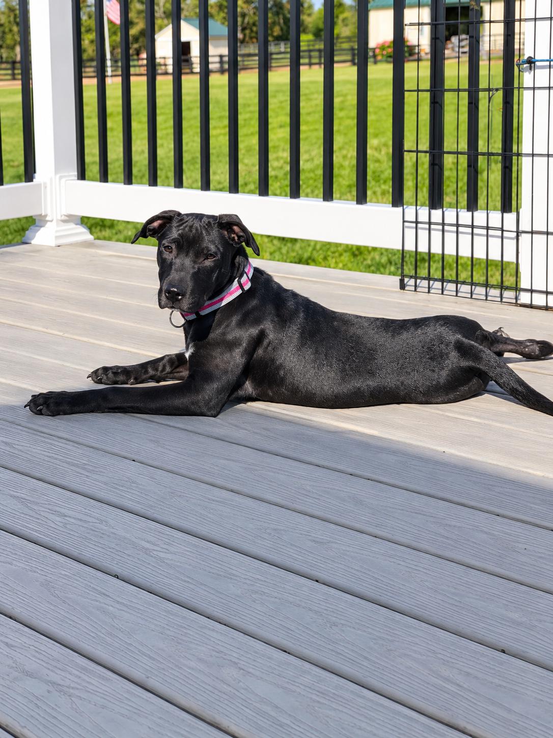 VELMA, Adoptable, Puppy Female Black Labrador Retriever.