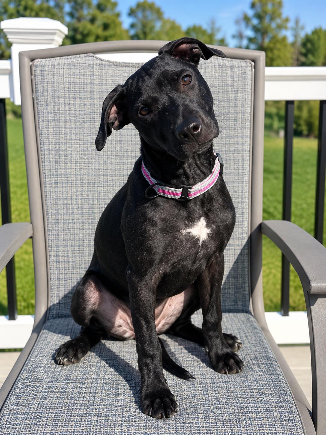 Enlarge VELMA, a Adoptable mixed breed in Hamilton, NJ image 5/5