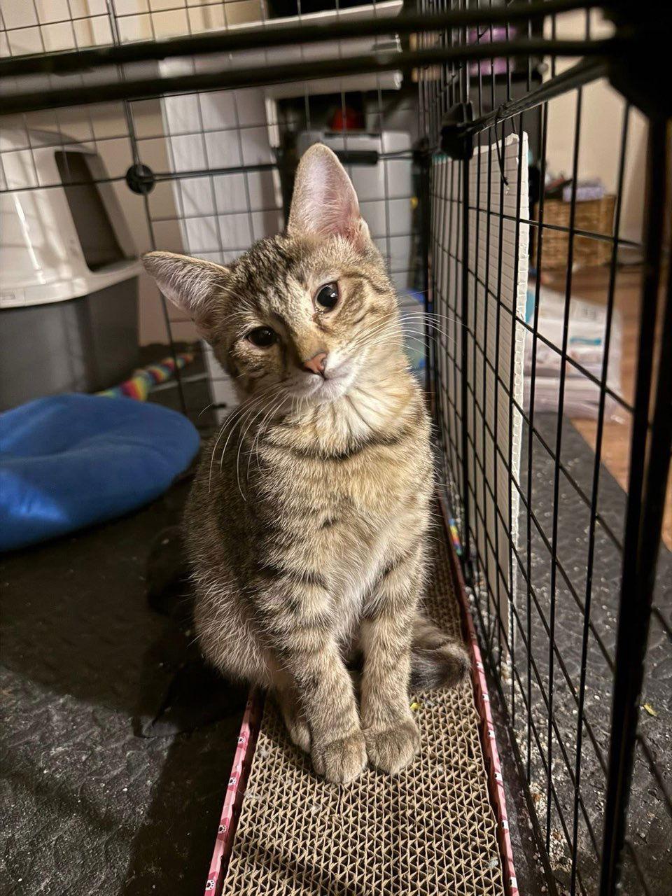 Enlarge Maple- The Autumn Litter, a Adoptable mixed breed in Mattoon, IL image 2/3