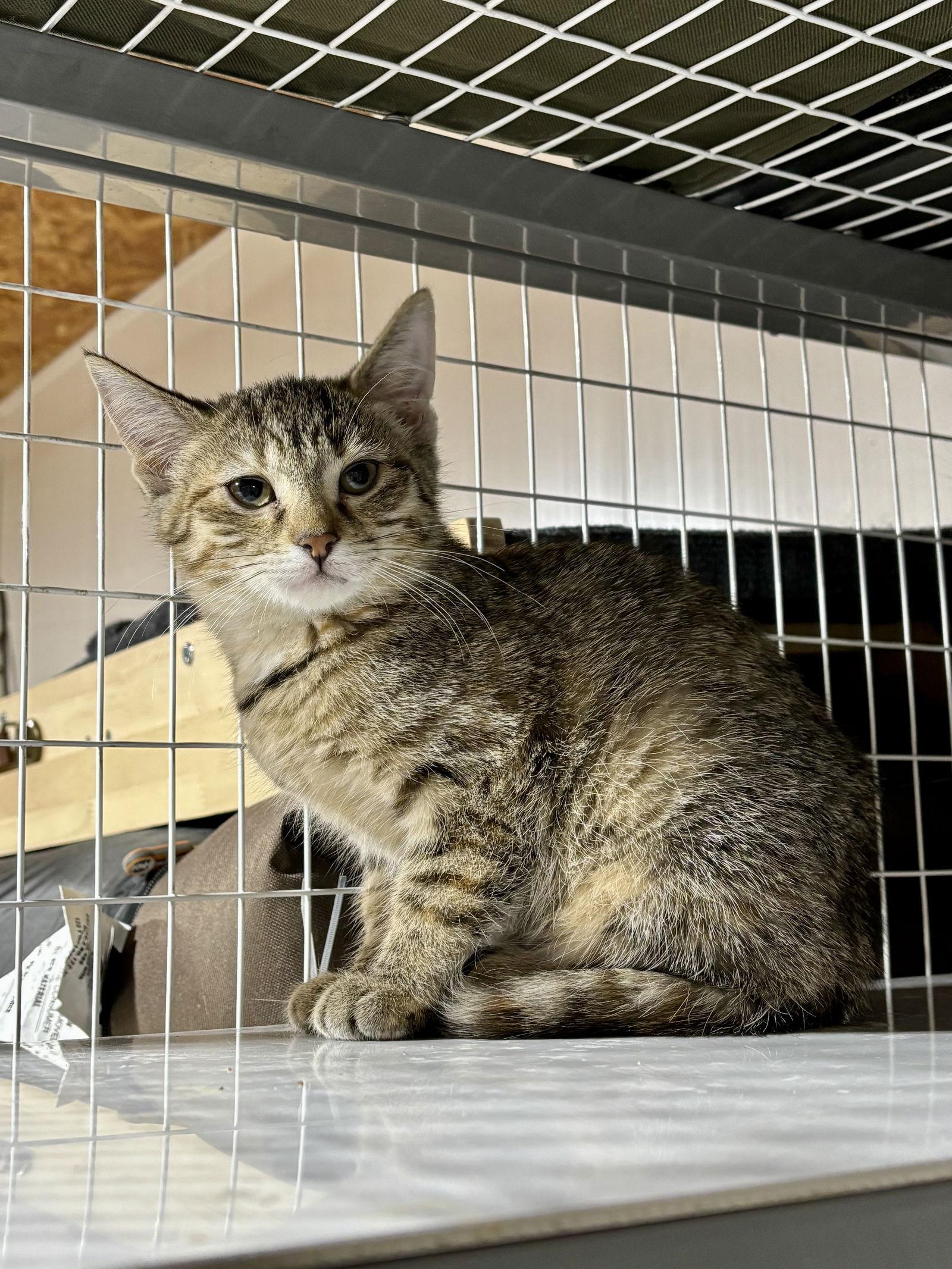 Enlarge Maple- The Autumn Litter, a Adoptable mixed breed in Mattoon, IL image 3/3