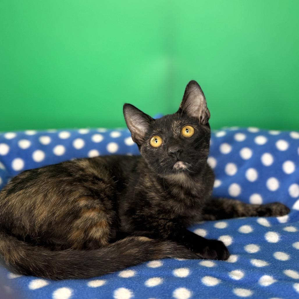 Enlarge Misty, a Adoptable Domestic Short Hair in San Antonio, TX image 1/6
