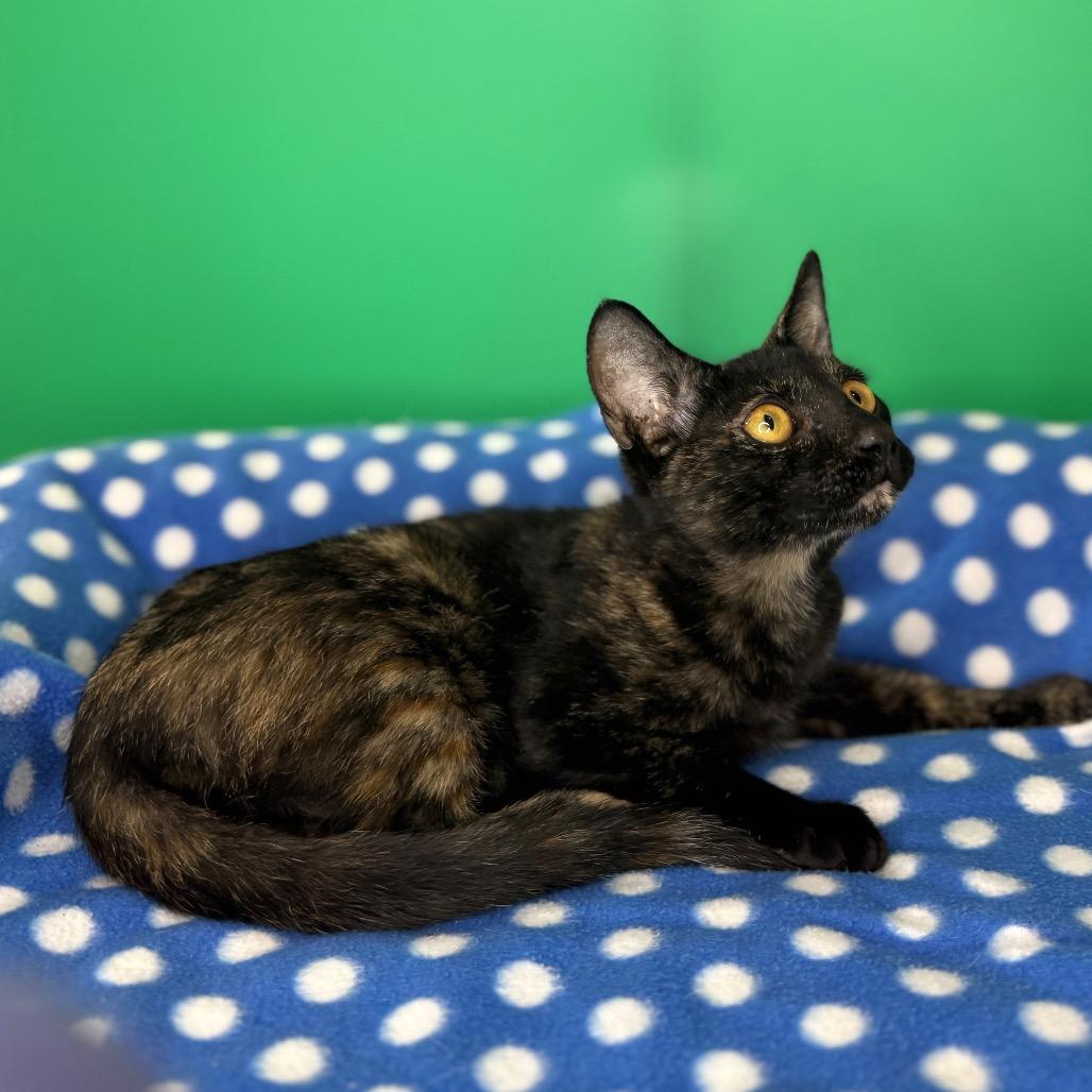 Enlarge Misty, a Adoptable Domestic Short Hair in San Antonio, TX image 2/6