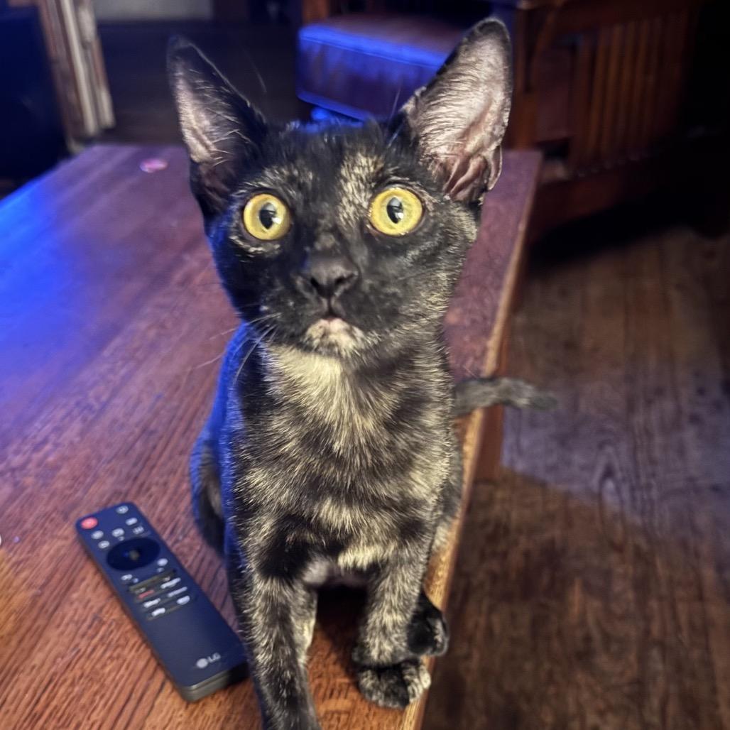 Misty, Adoptable, Young Female Domestic Short Hair.