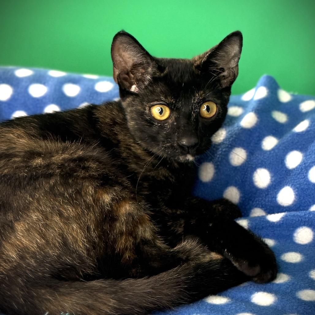 Enlarge Misty, a Adoptable Domestic Short Hair in San Antonio, TX image 3/6