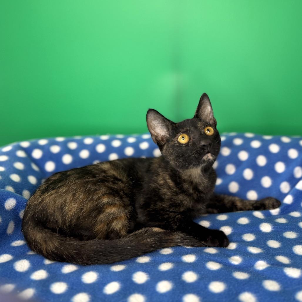 Enlarge Misty, a Adoptable Domestic Short Hair in San Antonio, TX image 4/6