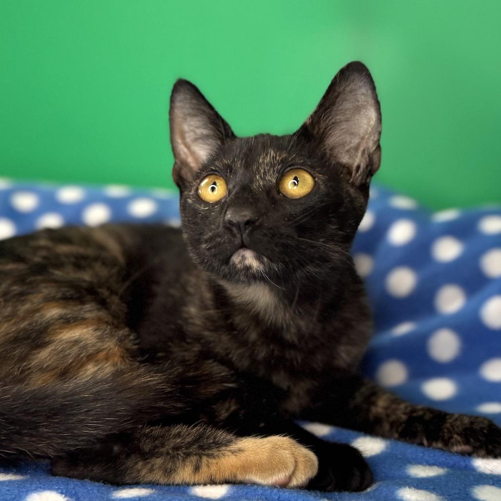 Enlarge Misty, a Adoptable Domestic Short Hair in San Antonio, TX image 4/6