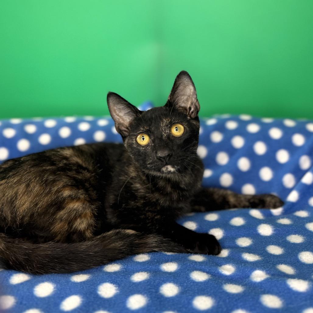 Enlarge Misty, a Adoptable Domestic Short Hair in San Antonio, TX image 5/6