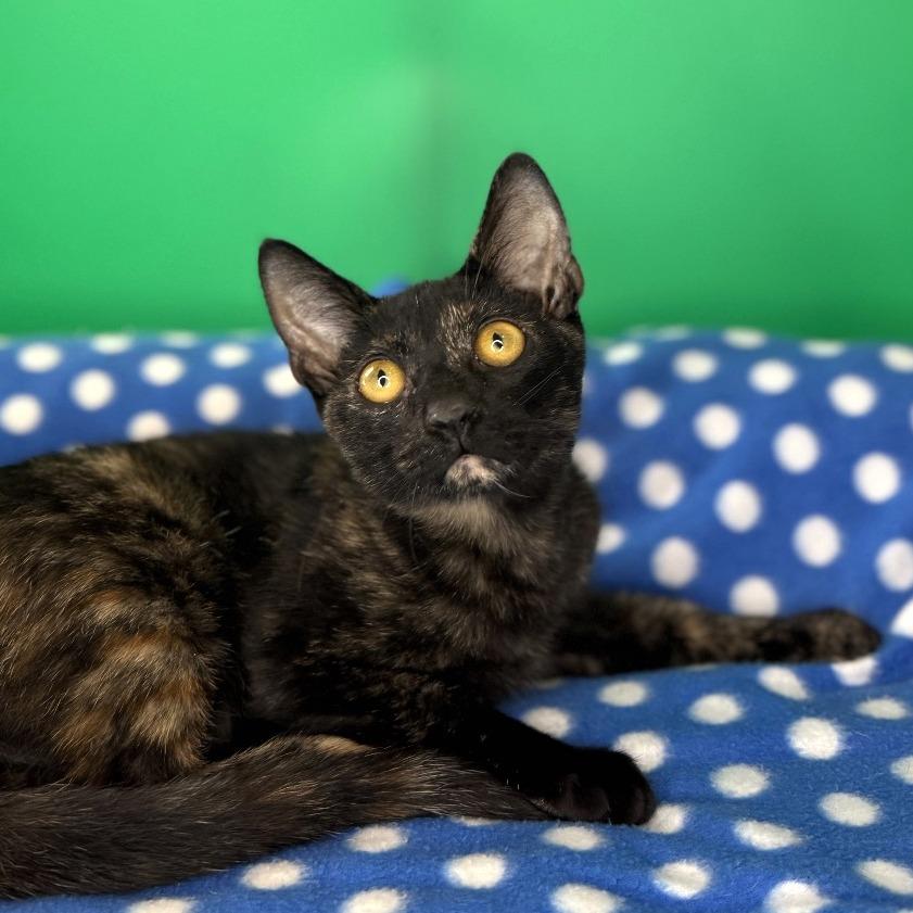 Enlarge Misty, a Adoptable Domestic Short Hair in San Antonio, TX image 6/6