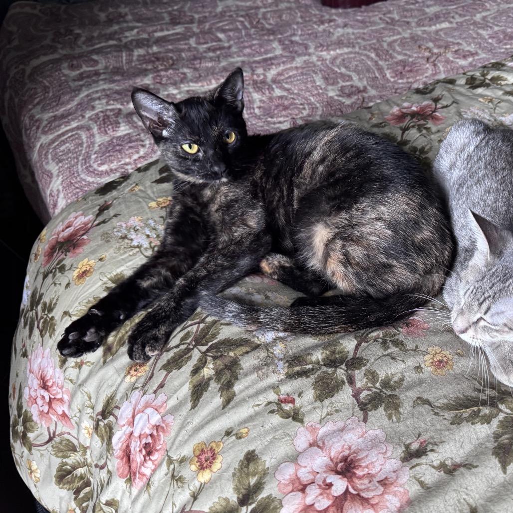 Enlarge Misty, a Adoptable Domestic Short Hair in San Antonio, TX image 6/6