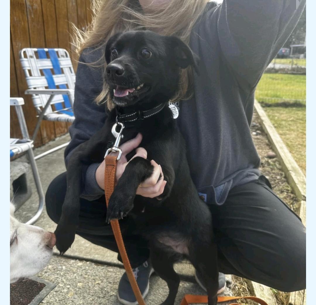 Bean, Adopted, Young Female Beagle.