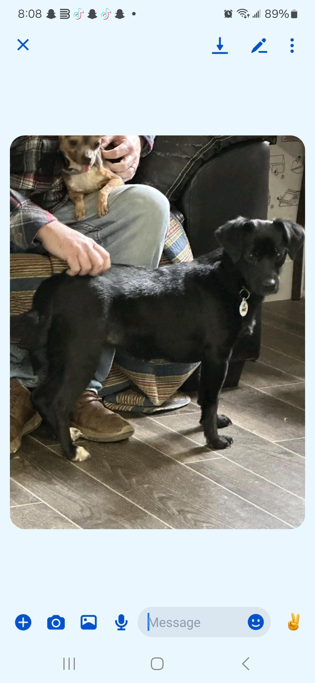 Enlarge Bean, a Adopted mixed breed in Draper, VA image 3/3