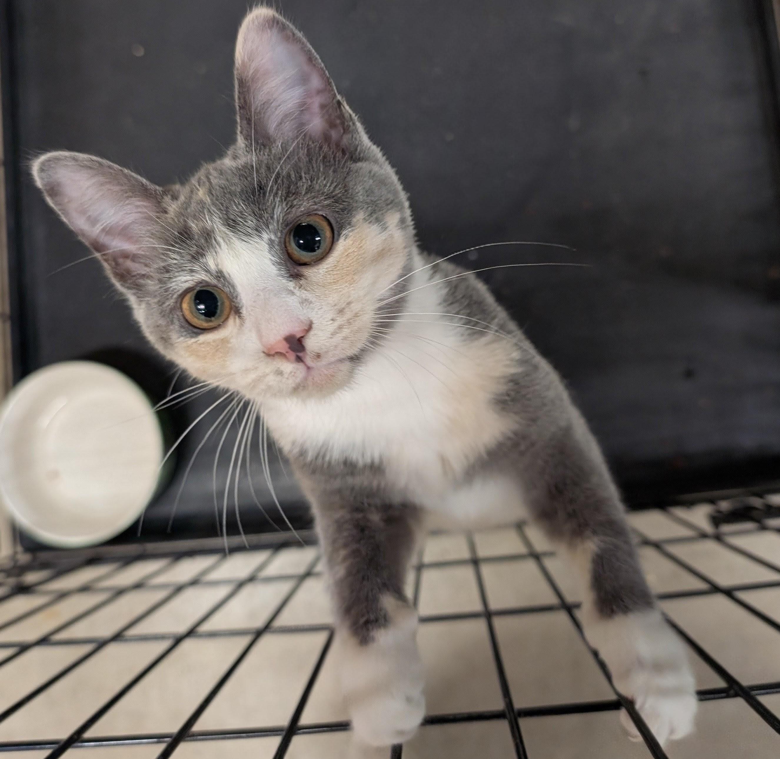 Enlarge Coco Chanel, a Adoptable Dilute Calico in San Diego, CA image 3/3