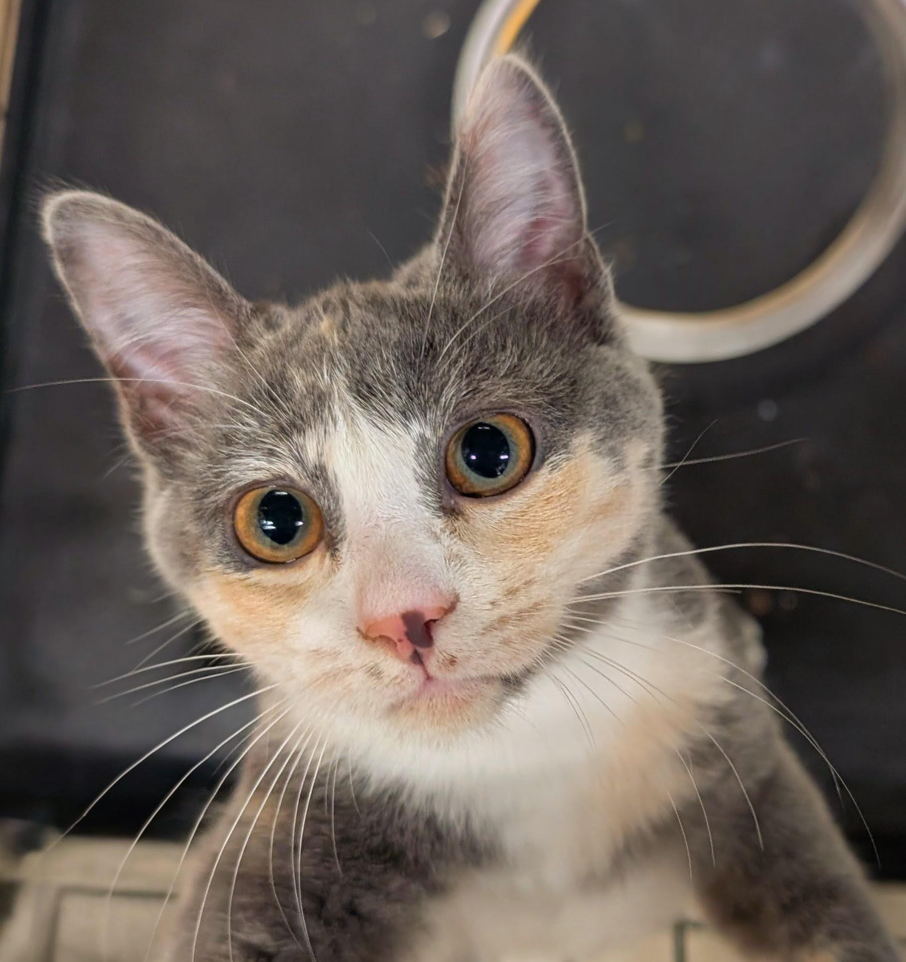 Coco Chanel, Adoptable, Kitten Female Dilute Calico.