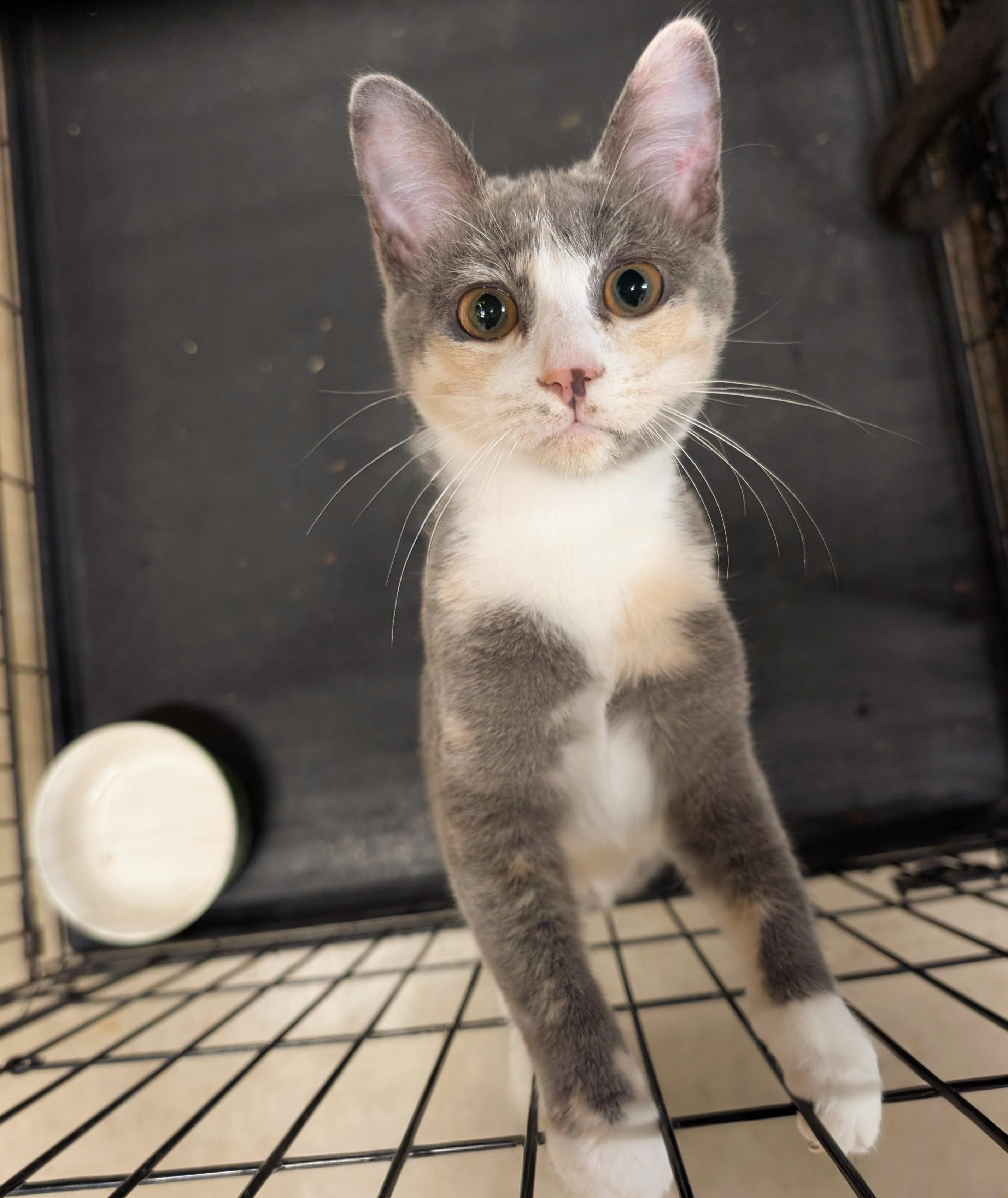 Enlarge Coco Chanel, a Adoptable Dilute Calico in San Diego, CA image 2/3
