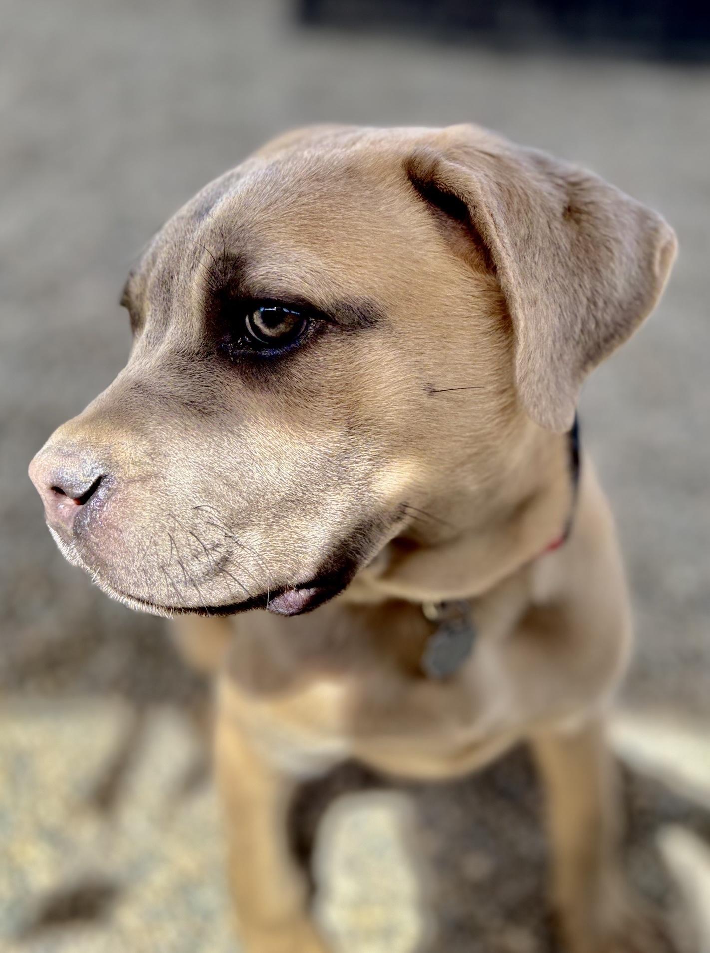Enlarge Brody, a Adoptable mixed breed in Oxford, MI image 5/5