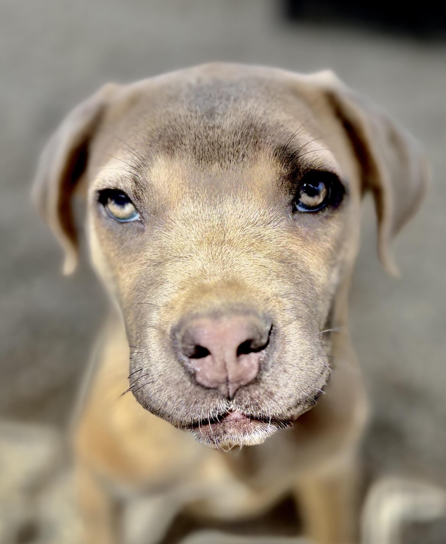 Brody, Adoptable, Puppy Male Mastiff & Mixed Breed.