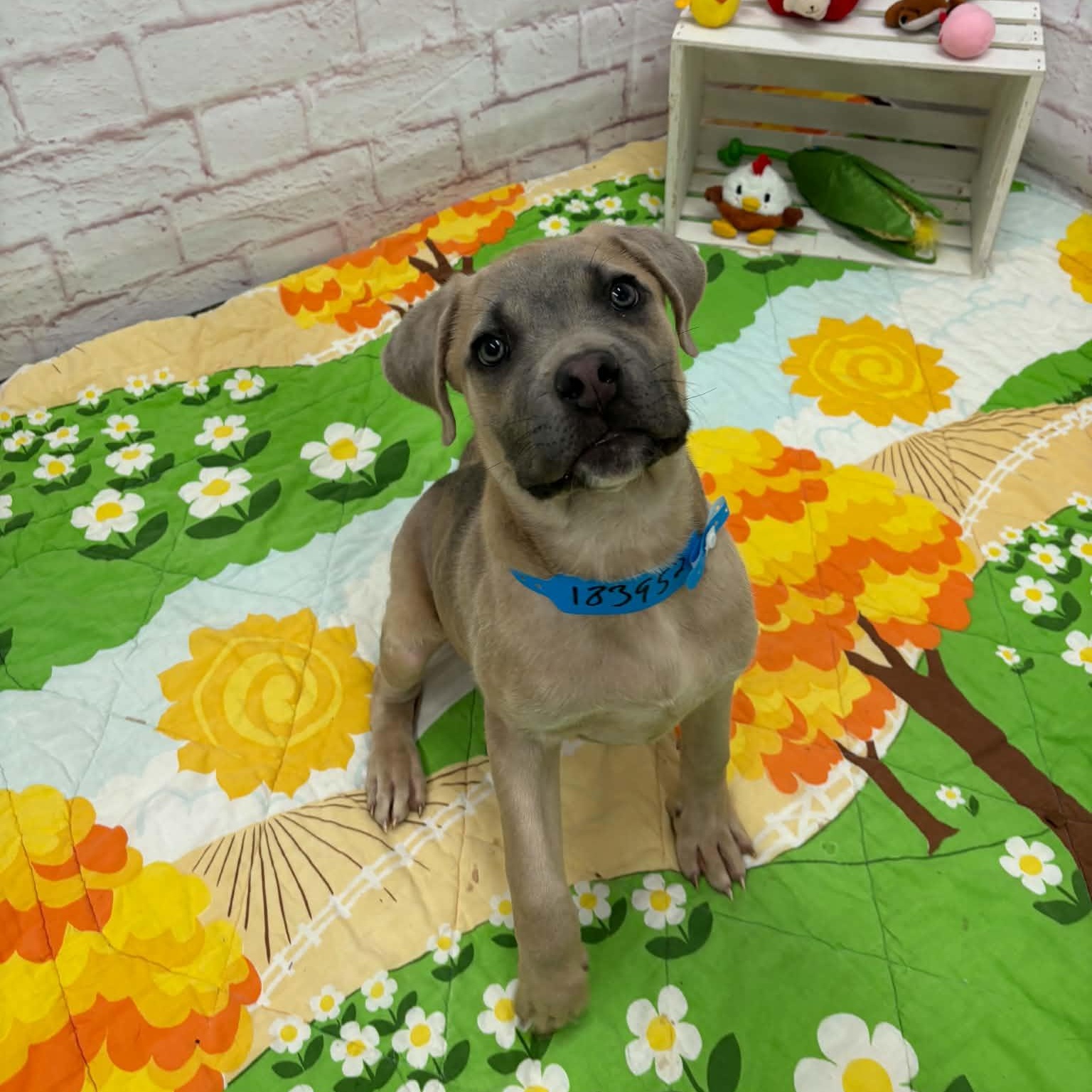 Enlarge Brody, a Adoptable mixed breed in Oxford, MI image 2/5