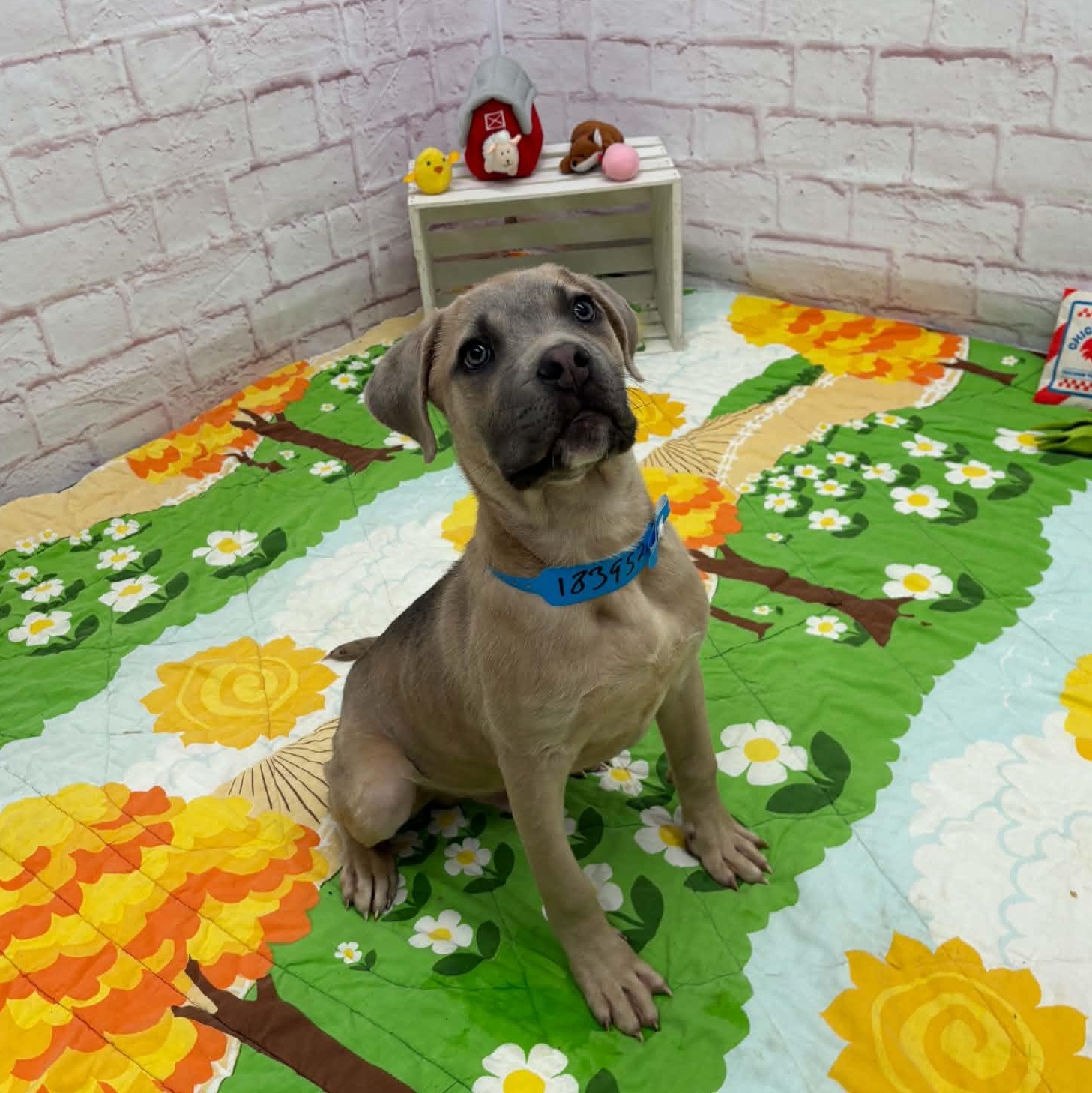 Enlarge Brody, a Adoptable mixed breed in Oxford, MI image 4/5