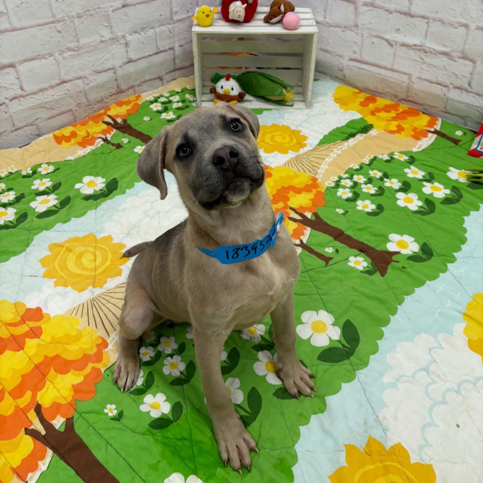 Enlarge Brody, a Adoptable mixed breed in Oxford, MI image 3/5
