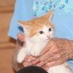 Chester, Adoptable, Kitten Male Domestic Short Hair.