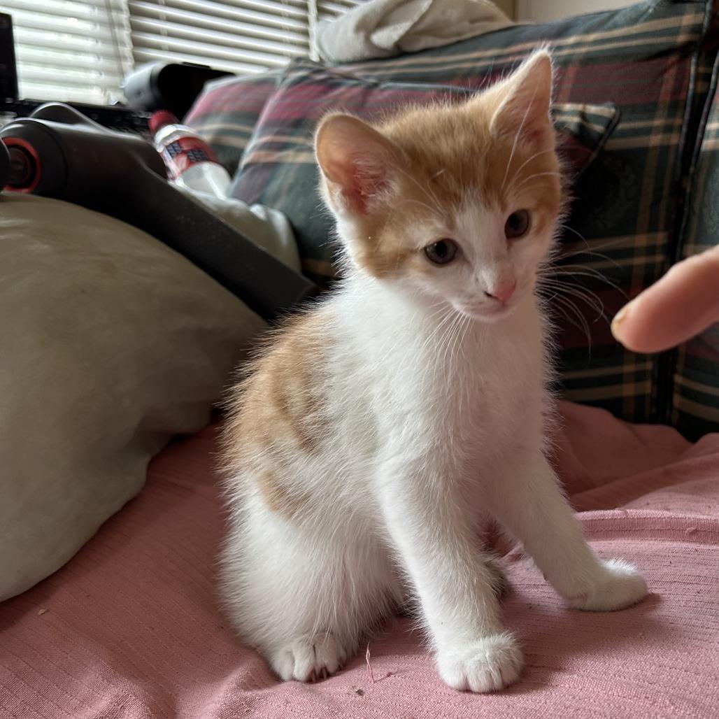 Enlarge Chester, a Adoptable Domestic Short Hair in Winchester, VA image 2/2