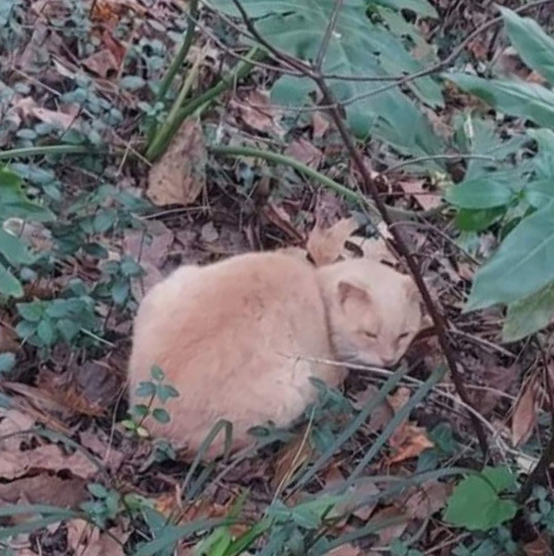 Montana, Tony Montana, Adopted, Adult Male Domestic Short Hair.