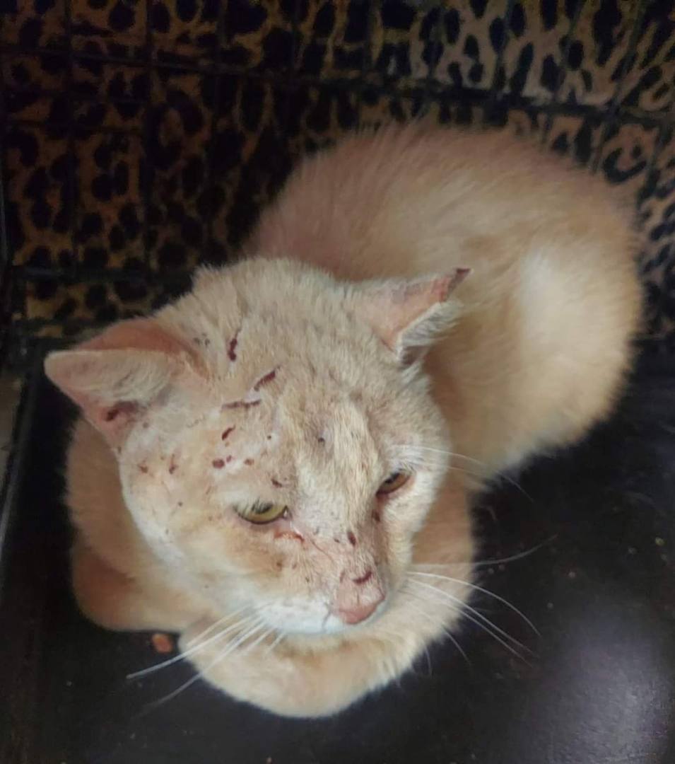 Montana, Tony Montana, a Adopted mixed breed in Spring, TX image 2/3