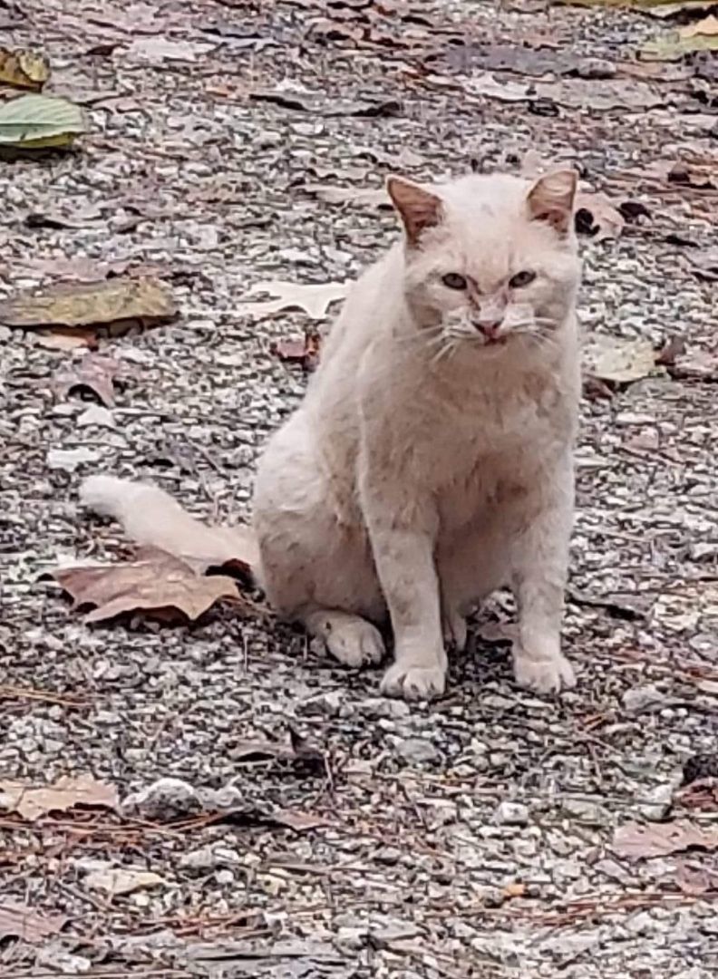 Montana, Tony Montana, a Adopted mixed breed in Spring, TX image 3/3
