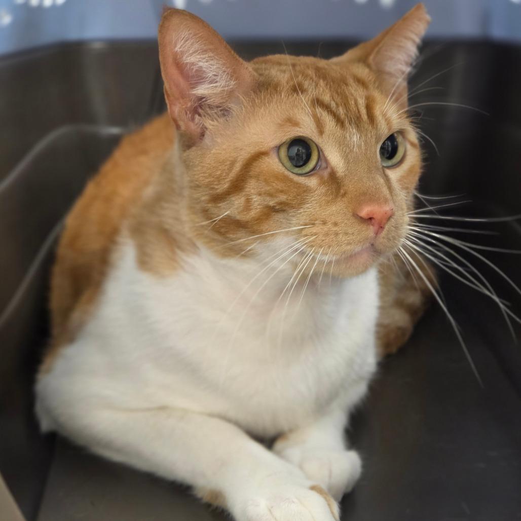 Hershel, Adoptable, Adult Male Domestic Short Hair.