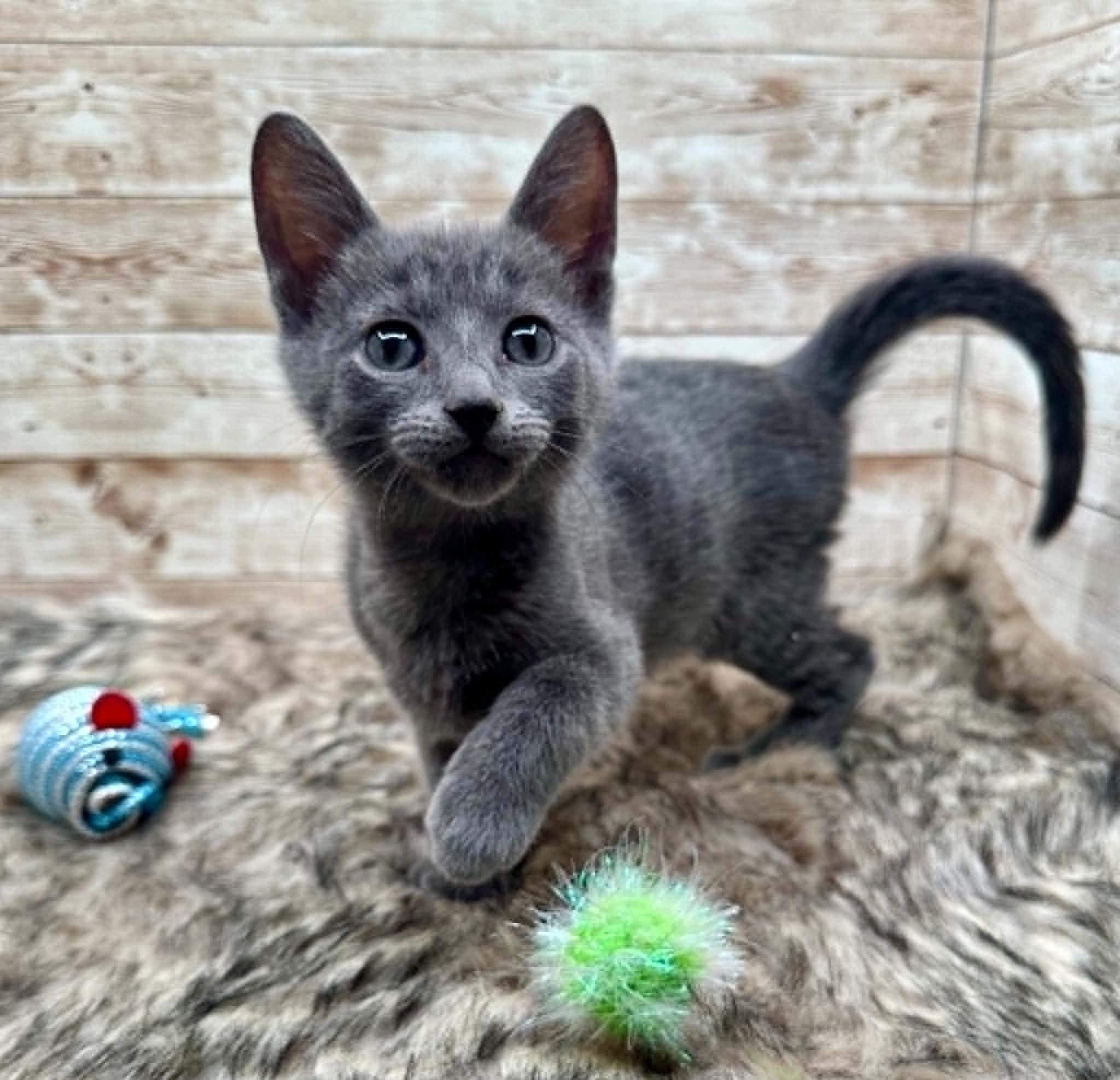 Enlarge Lovie (also known as Louie), an adopted Domestic Short Hair in Lexington, KY image 3/4