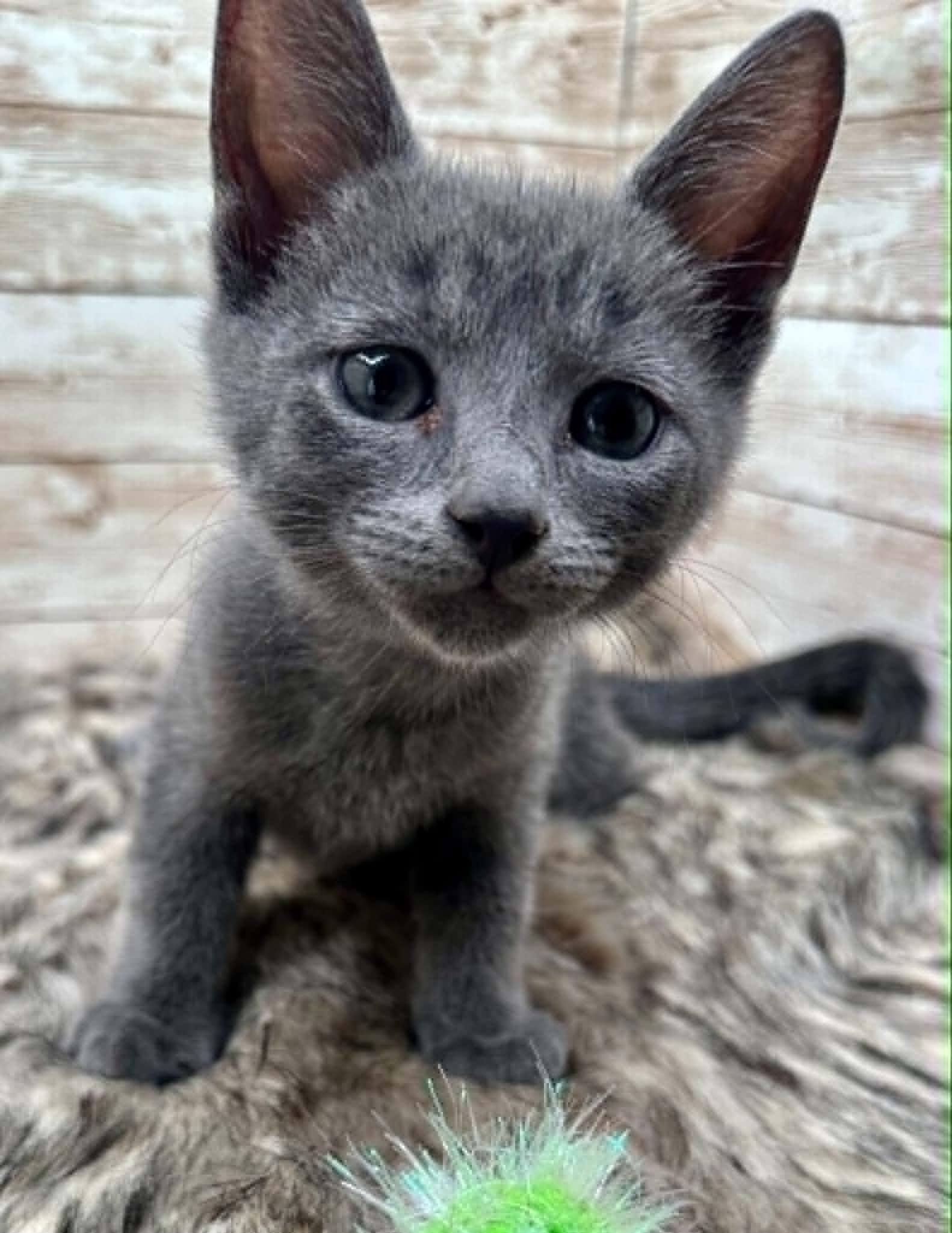 Enlarge Lovie (also known as Louie), an adopted Domestic Short Hair in Lexington, KY image 2/4