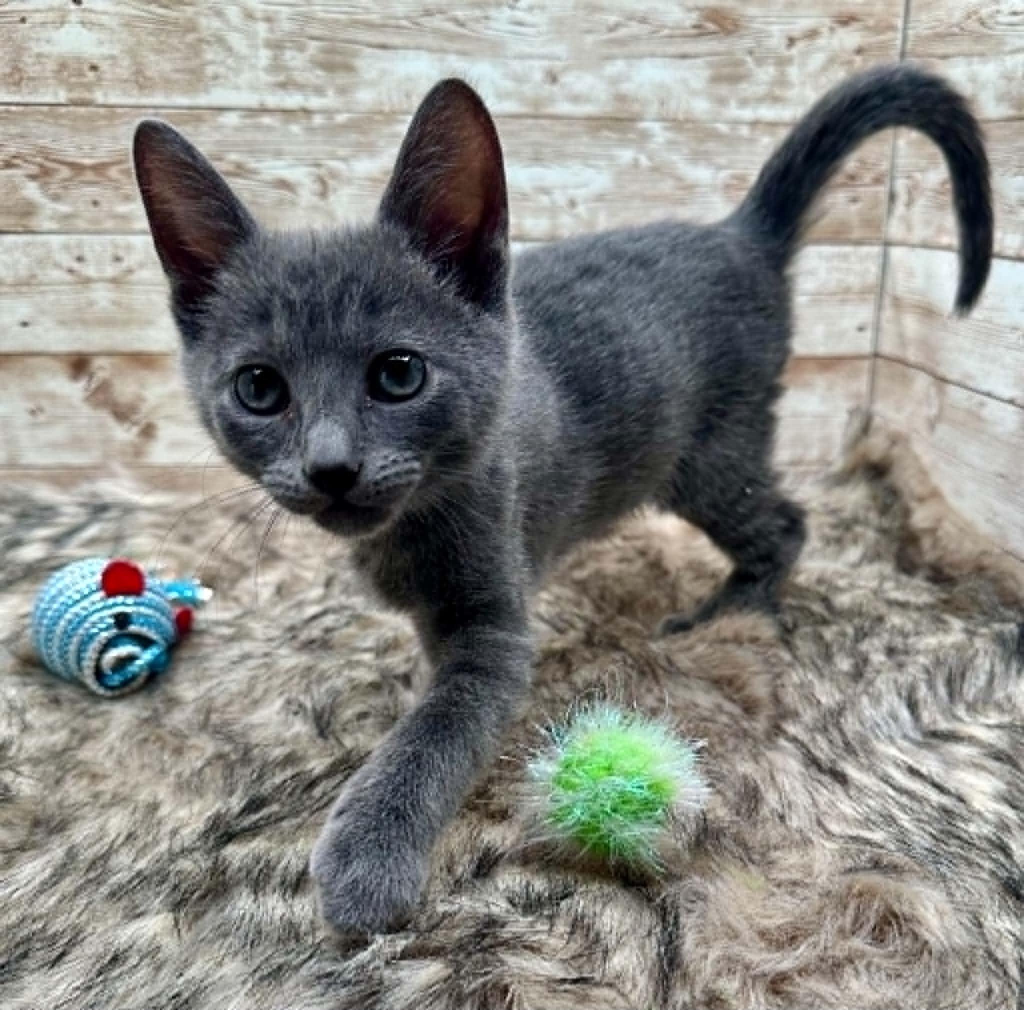 Lovie (also known as Louie), adopted, Kitten Male Domestic Short Hair.