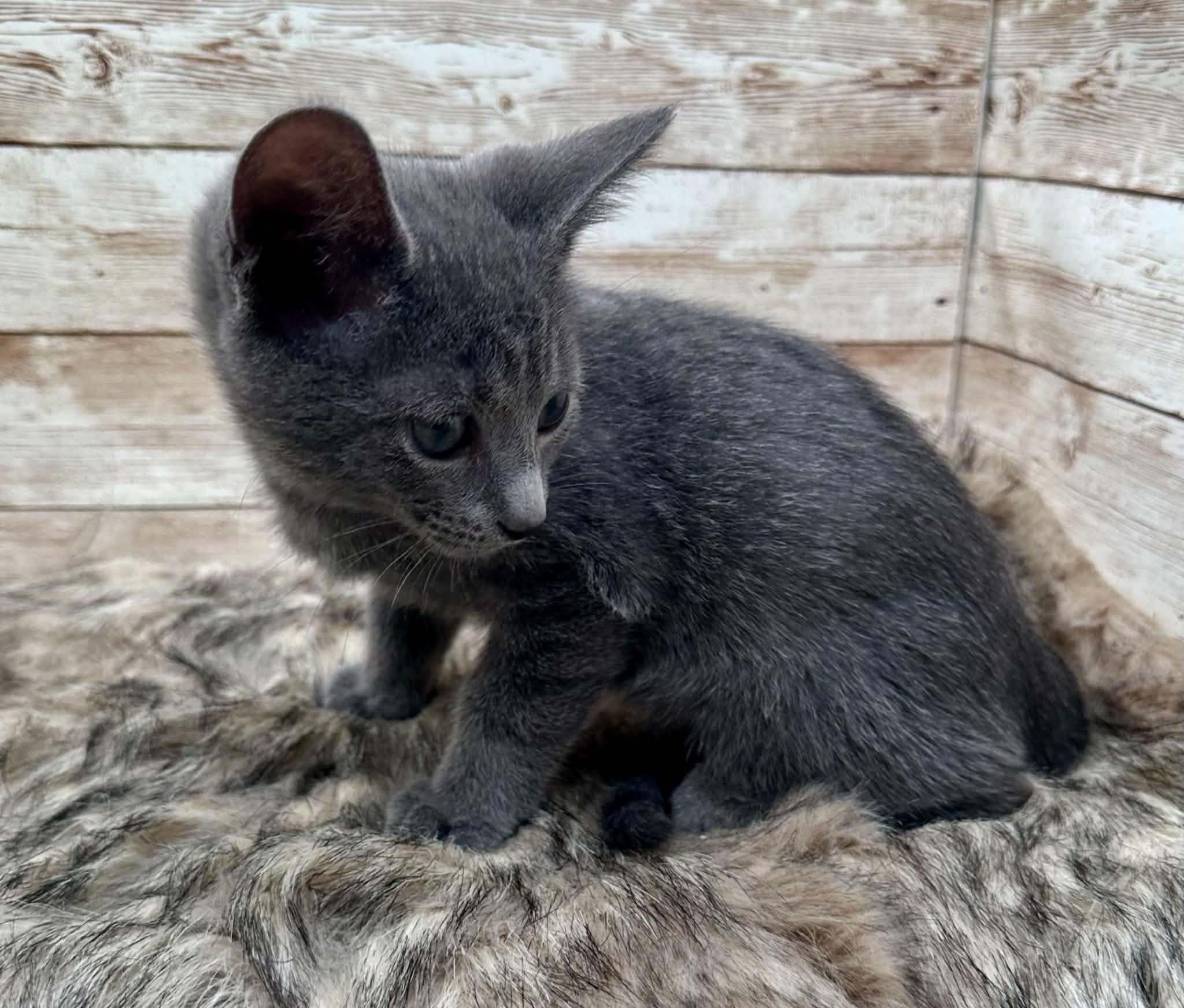 Enlarge Lovie (also known as Louie), an adopted Domestic Short Hair in Lexington, KY image 4/4
