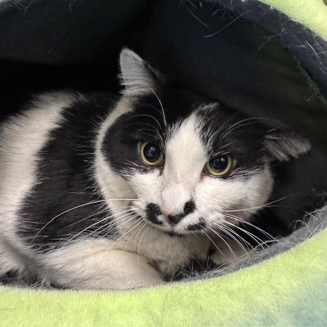 Arya, Adoptable, Adult Female Domestic Short Hair.