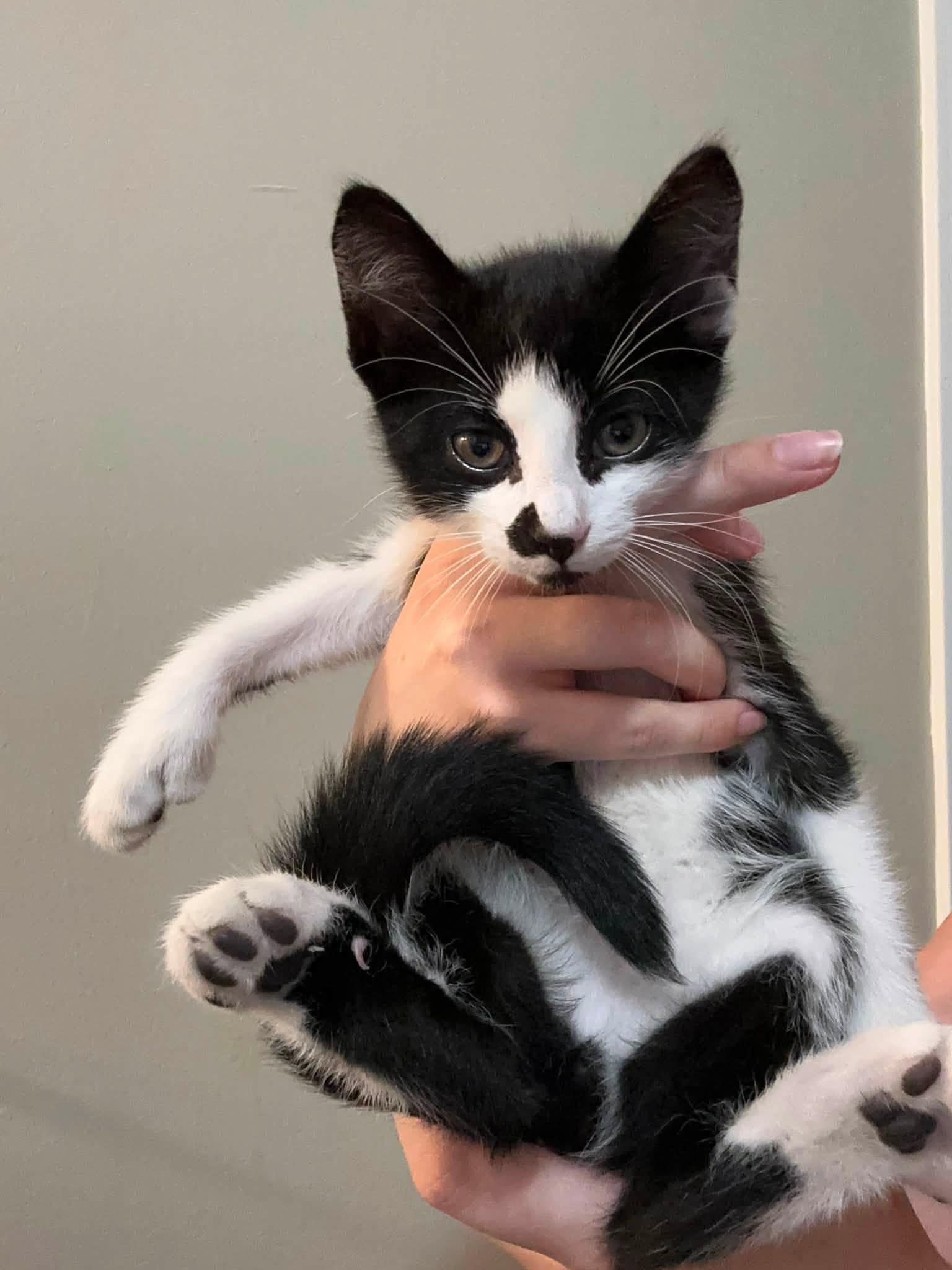 Jasper - Kitten, Adoptable, Kitten Male Domestic Short Hair.