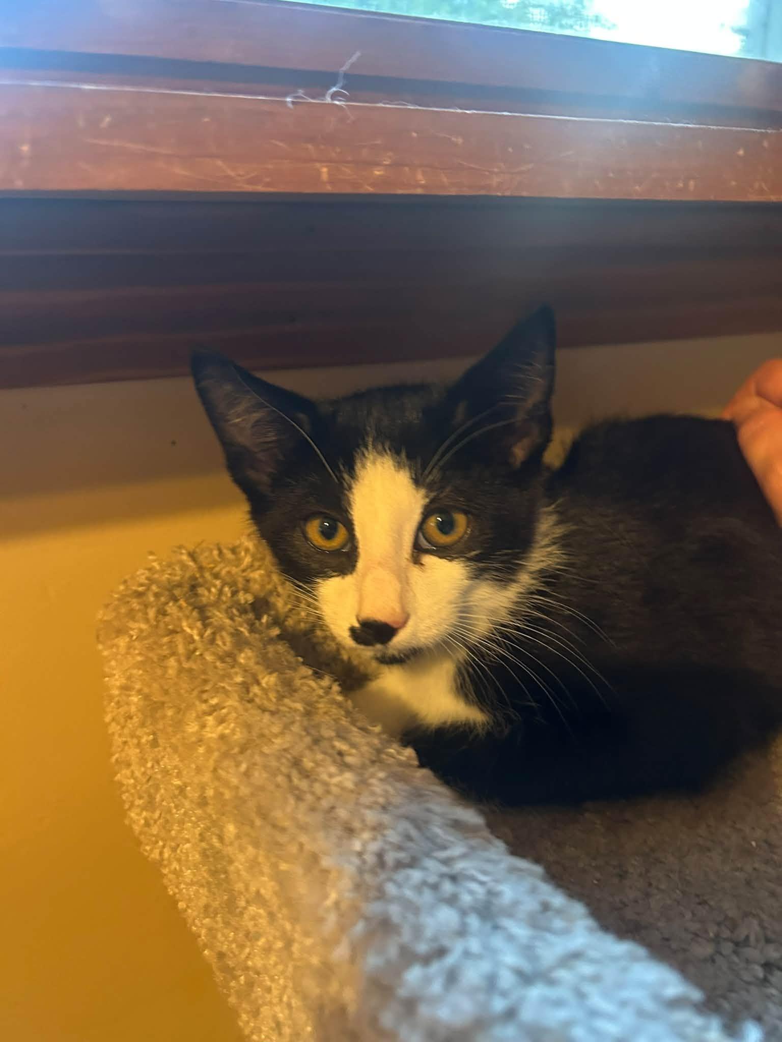 Enlarge Jasper - Kitten, a Adoptable Domestic Short Hair in Enfield, CT image 2/3